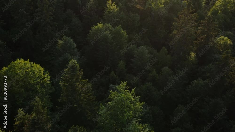 Mountain forest landscape aerial flight in amazing warm sunset light. Cinematic drone shot of coniferous green trees cover wild hills. Nature background. Travel, outdoor tourism, active vacation