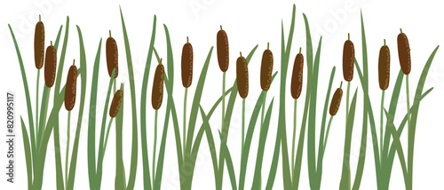 lesser bulrush, narrowleaf cattail, reedmace, vector drawing wild plants at white background,floral border, hand drawn botanical illustration