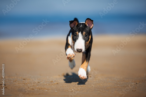 tricolor mini bull terrier puppy running on a beach in the sun © otsphoto