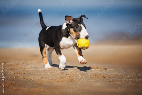 miniature bull terrier puppy playing with a yellow ball on the beach