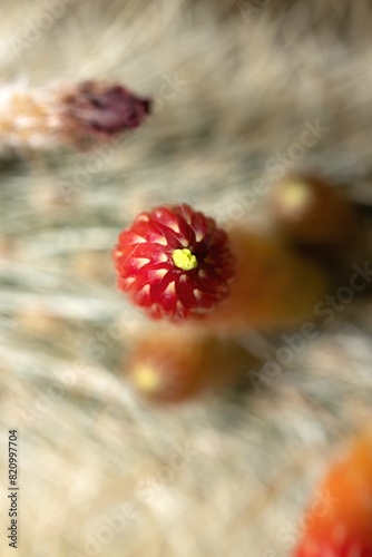 Cleistocactus baumannii bud, top view, isolated photo