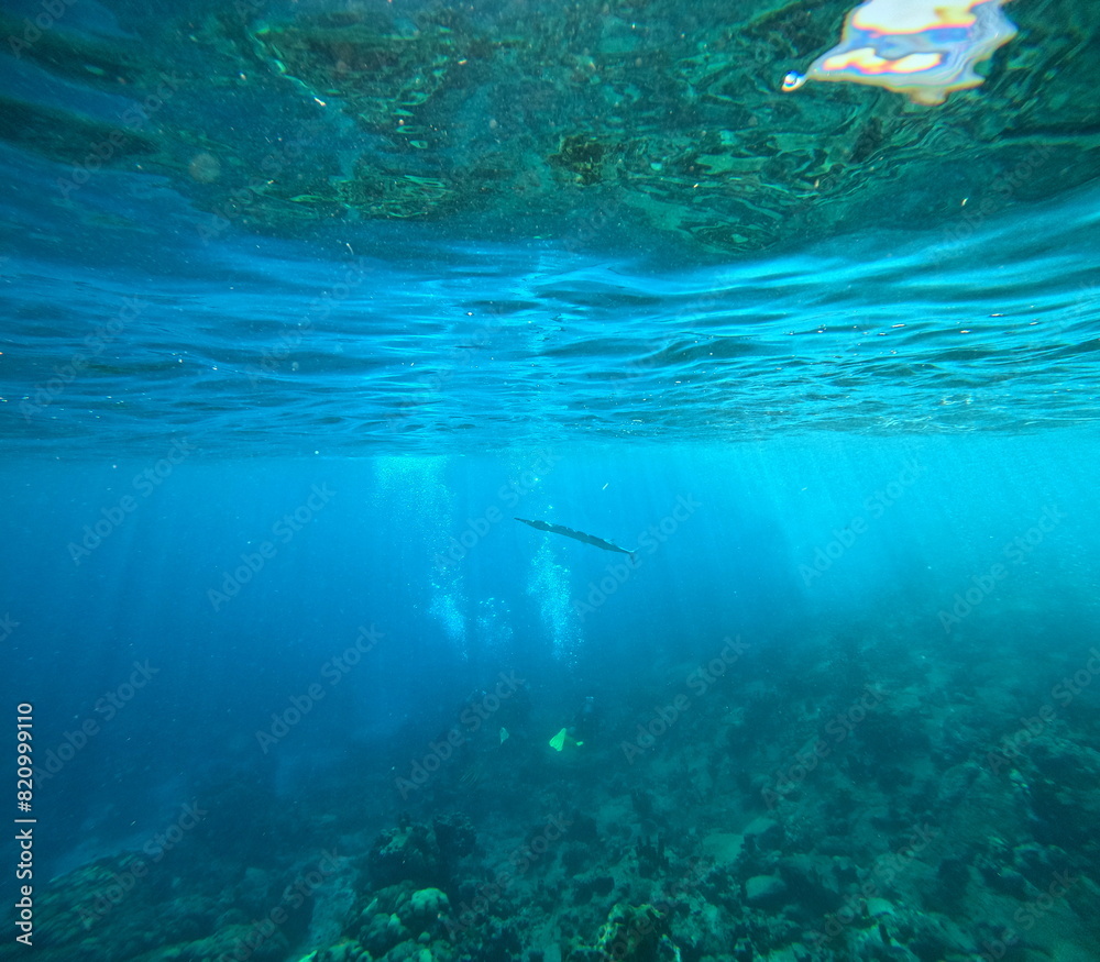 Fototapeta premium barracuda and divers in the distance, undersea photo in guadeloupe. Caribbean sea water and snorkeling photo