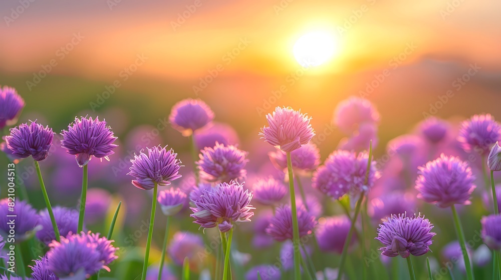 A field of purple chives in the foreground, with the sun setting behind them. emphasize the flowers and sky. 
