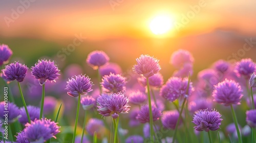 A field of purple chives in the foreground  with the sun setting behind them. emphasize the flowers and sky.  