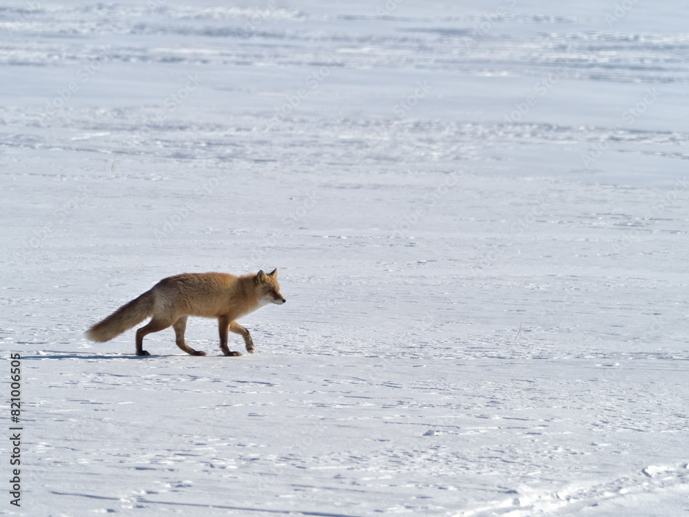 Red fox in winter in eastern Hokkaido Red fox in winter in eastern Hokkaido