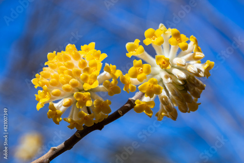 Cute paperbush flowers blooming in the spring forest. photo