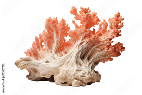 Gigantic Coral Rock isolated on transparent background PNG