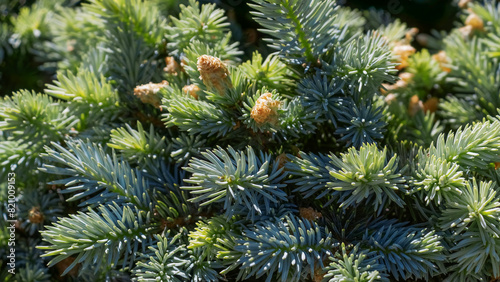 Blue spruce in sunlight. Nature background.