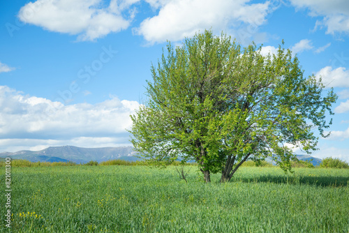Beautiful tree in the nature. Spring time
