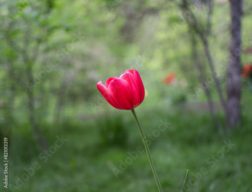 Red tiulip in spring with natural green background