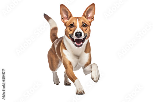 Speedy Hunting Basenji Isolated on Transparent Background PNG