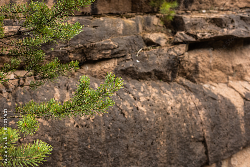 Close up of a pine tree branch, in the rugged rocky background. Natural rocks, cliffed , rocky background Close up of a pine tree branch, in the rugged rocky background. Natural rocks, cliffed , rocky background