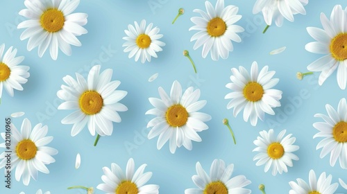 White Daisy Flowers on Blue Background