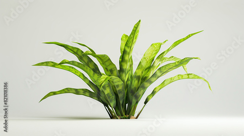 green leaves isolated on white background