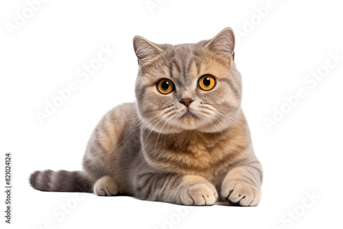 Adorable Scottish Fold Cat Isolated on Transparent Background PNG