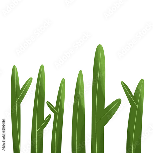 green grass isolated on white