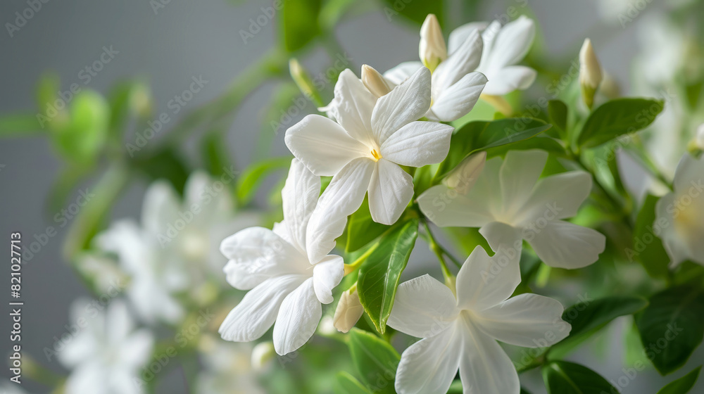 Close-up image of crape jasmine plant with white blossoms and green leaves, showcasing delicate flowers and lush foliage in natural light Close-up image of crape jasmine plant with white blossoms and green leaves, showcasing delicate flowers and lush foliage in natural light