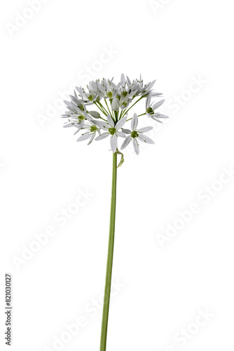 Fototapeta Naklejka Na Ścianę i Meble -  Allium ursinum