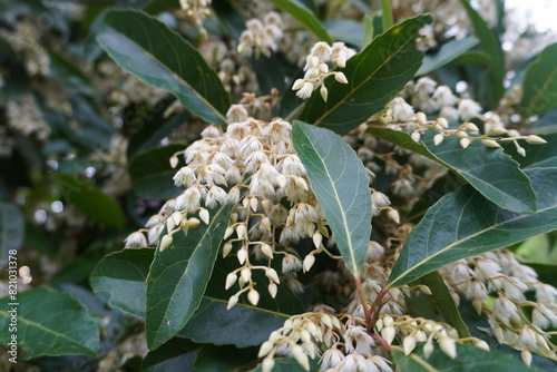 An Olive Water flowers (Scientific name: Elaeocarpus hygrophilus Kurz) photo