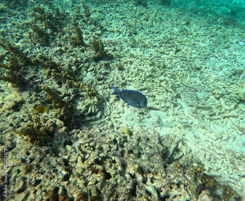 Fototapeta Naklejka Na Ścianę i Meble -  isolated surgeonfish on coral reef, underwater photo. Blue tang fish in caribbean sea, commonly seen in guadeloupe snorkeling tour