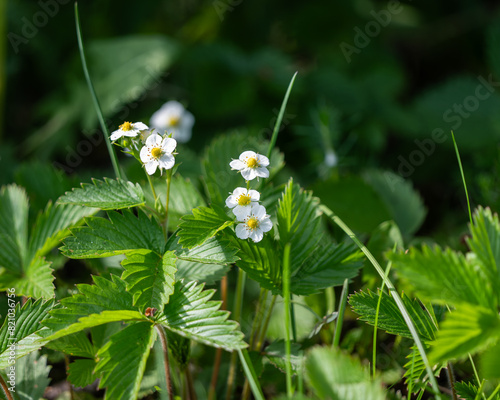 Blooming wild strawberry plant (Fragaria vesca). Flowering wild strawberry plant, green bush with white flowers. Wild flower background.