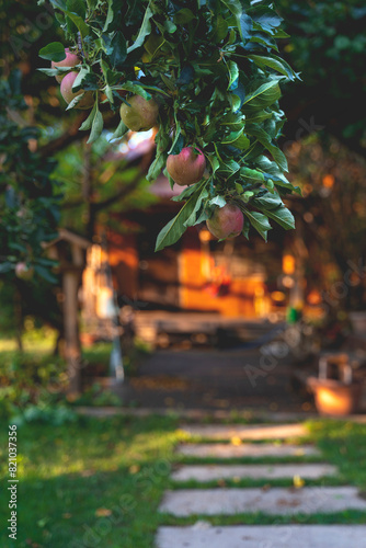 Branch with apples in the garden in front of the house in the sunset light.