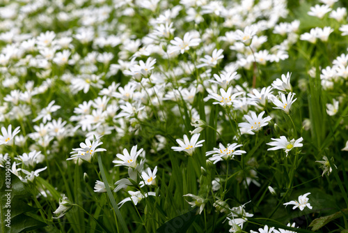 White flowers in the spring forest