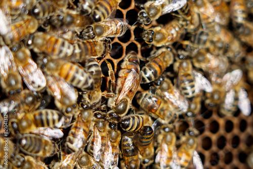 Queen of Buckfast bees. The queen is surrounded by nurse bees. photo