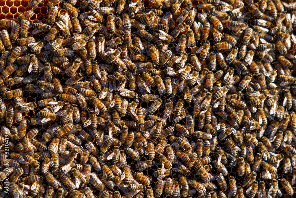 Bees on honeycombs. Buckfast bees. Bees on honeycombs. Buckfast bees.