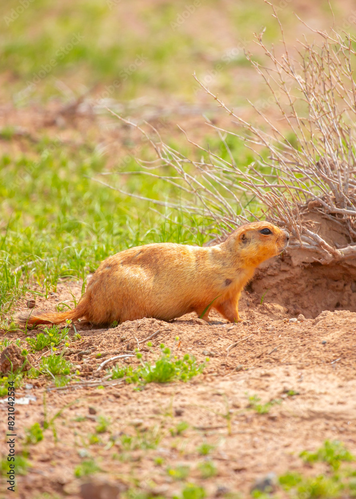 The gopher sits in the grass in the mountains, looks to the side, as if reading your text, studying, showing curiosity, interest. Copy space with place for text. Landscape with wild animals. The gopher sits in the grass in the mountains, looks to the side, as if reading your text, studying, showing curiosity, interest. Copy space with place for text. Landscape with wild animals.
