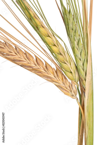 ears of barley