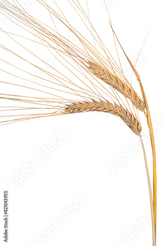 ears of barley