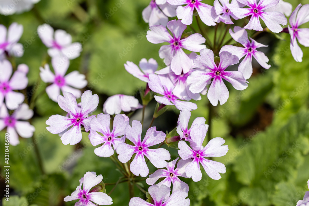 Fototapeta premium White primula sieboldii flowers blooming in the spring garden.