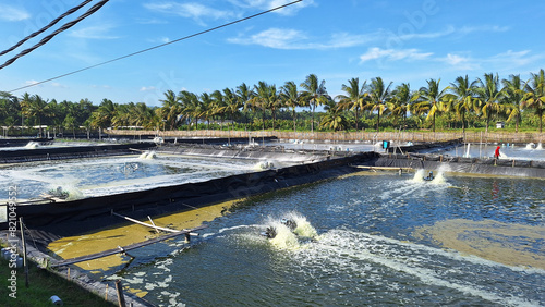 Shrimp cultivation pond in the Pangandaran. Industry area for livestock production  aquaculture.