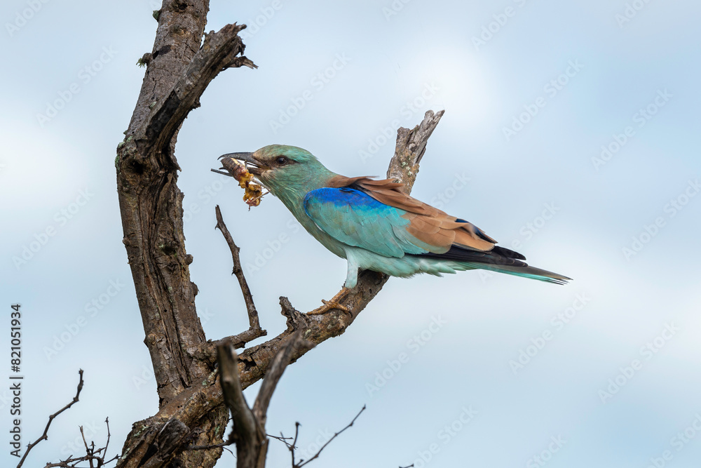 Fototapeta premium Rollier d'Europe, Coracias garrulus, European Roller