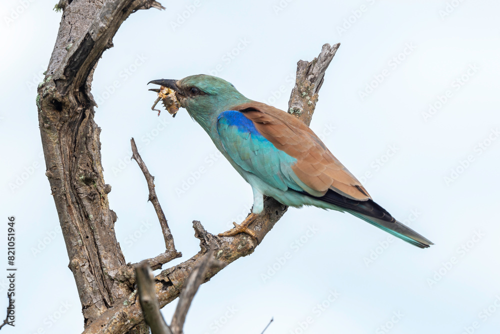 Rollier d'Europe, Coracias garrulus, European Roller Rollier d'Europe, Coracias garrulus, European Roller
