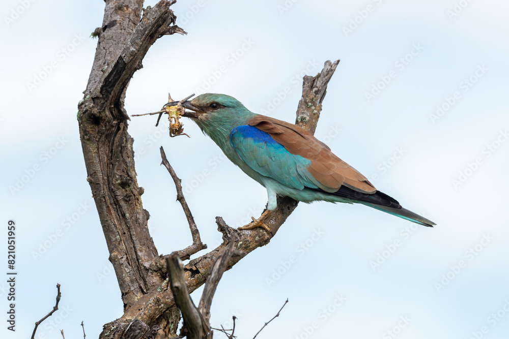 Fototapeta premium Rollier d'Europe, Coracias garrulus, European Roller