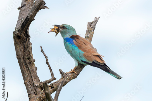 Rollier d'Europe, Coracias garrulus, European Roller photo