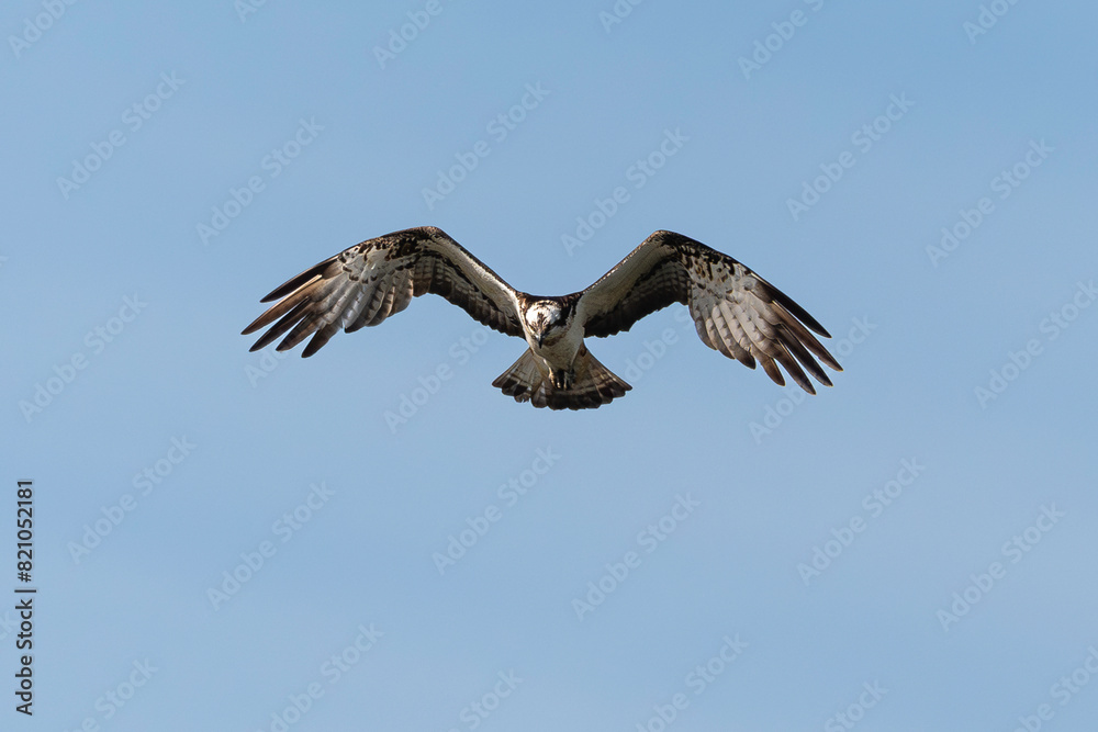Balbuzard pêcheur, Pandion haliaetus, Western Osprey Balbuzard pêcheur, Pandion haliaetus, Western Osprey