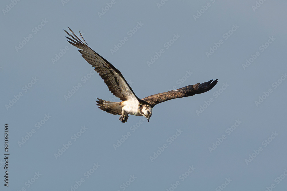 Balbuzard pêcheur, Pandion haliaetus, Western Osprey Balbuzard pêcheur, Pandion haliaetus, Western Osprey