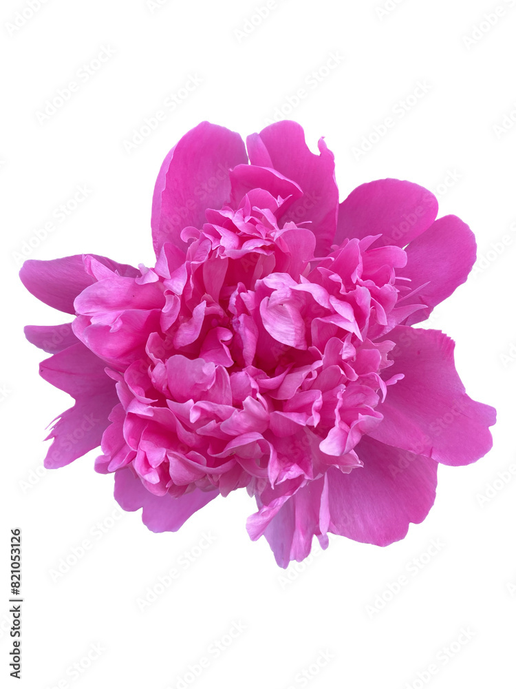 Bright pink peony flower cut out design element without background Bright pink peony flower cut out design element without background