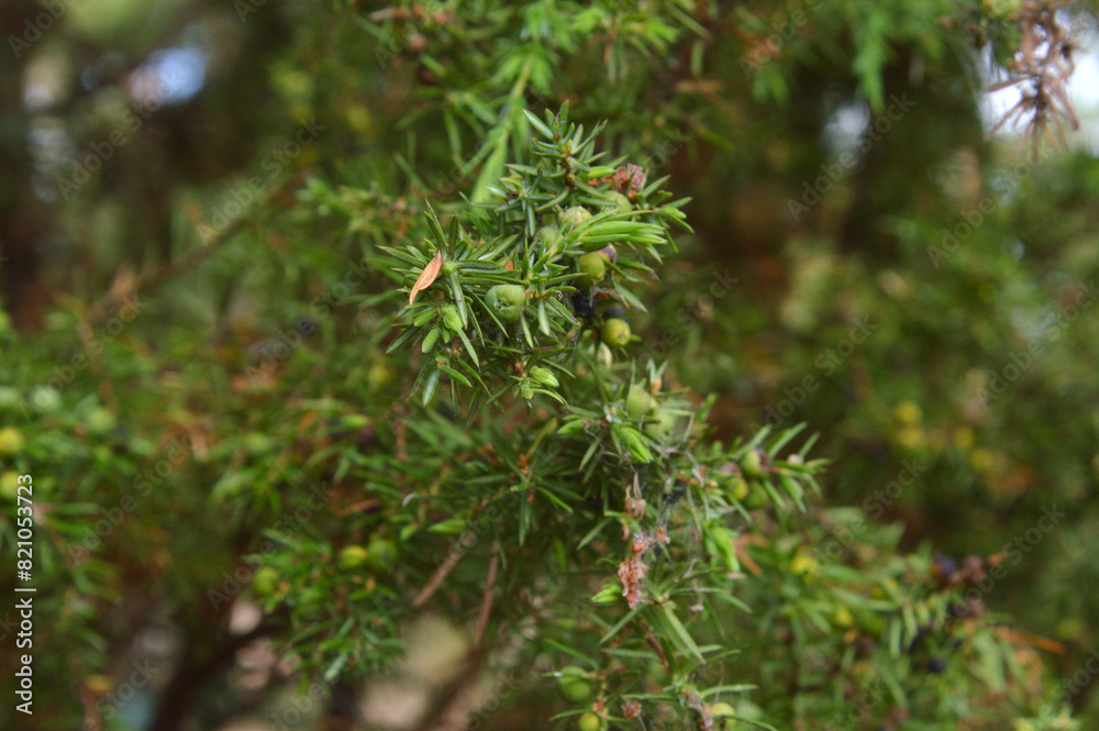 Juniper branch. Juniper branch.