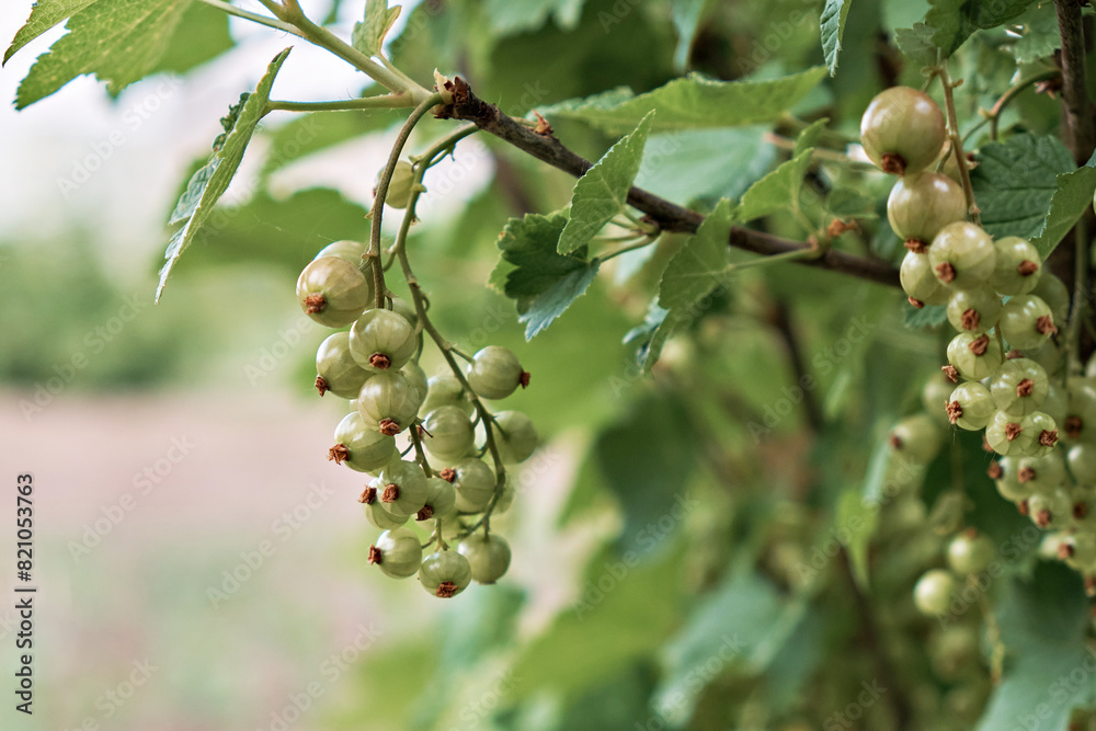Macro shot of unripe currant berries. High quality photo Macro shot of unripe currant berries. High quality photo