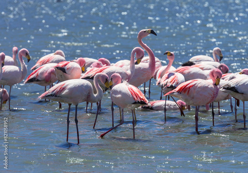Flamingo in Bolivia © Galyna Andrushko