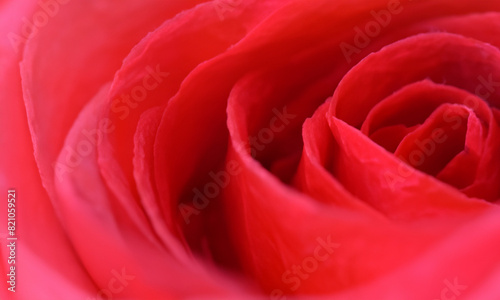 a beautiful pink rose close up