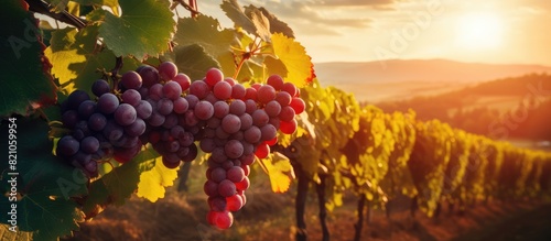 Sunset Over Vineyard with Ripe Grapes