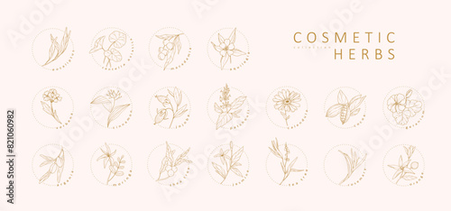 Vector hand drawn cosmetic herbs set. Vintage trendy botanical elements. Hand drawn line leaves branches and blooming