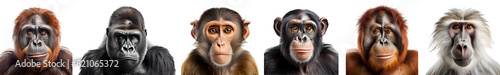 Set of 6 ape monkey family, Gorilla, apes, Chimpanzee, Baboon, Orangutang, portrait head shot isolated on transparent background cutout, PNG file