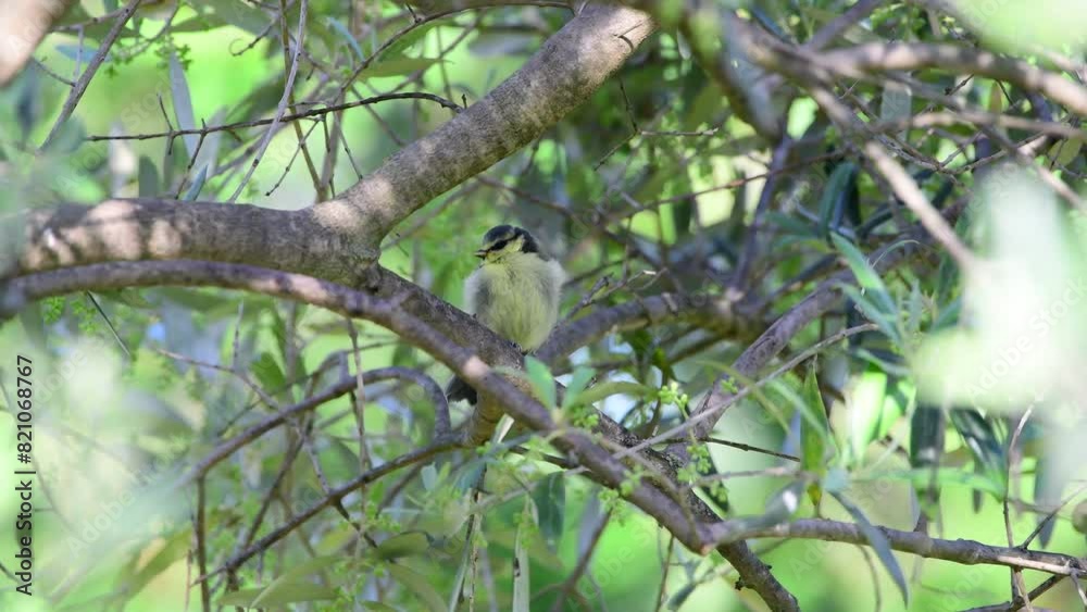A close-up of a young vibrant Eurasian blue tit (Cyanistes caeruleus) perched on an olive tree branch in the South of France during spring. Small passerine bird from the tit family (Paridae) A close-up of a young vibrant Eurasian blue tit (Cyanistes caeruleus) perched on an olive tree branch in the South of France during spring. Small passerine bird from the tit family (Paridae)