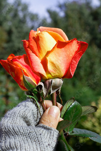 Una mano de mujer sosteniendo unas rosas en el jardin ala aire libre. Vista de frente y de cerca. Formato vertical